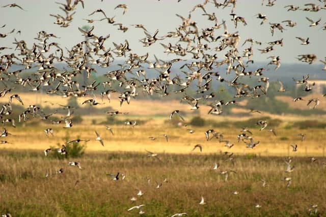 PROTECTED
Oystercatchers, Farlington Marshes, Portsmouth
Picture: Peter Emery/Hampshire & Isle of Wight Wildlife Trust