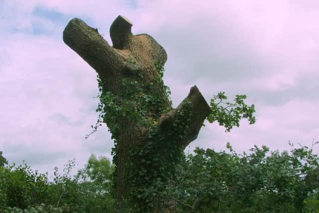 This is one of the oak trees off Park Lane Bridleway in Cowplain that has been felled                                         Picture from Cllr David Keast