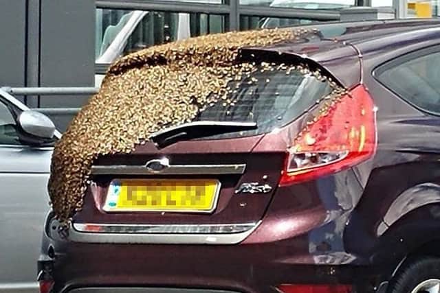 The bees covering the Ford Fiesta at QA hospital Picture: Paul Rathborne