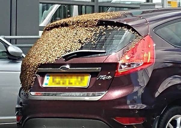 The bees covering the Ford Fiesta at QA hospital Picture: Paul Rathborne