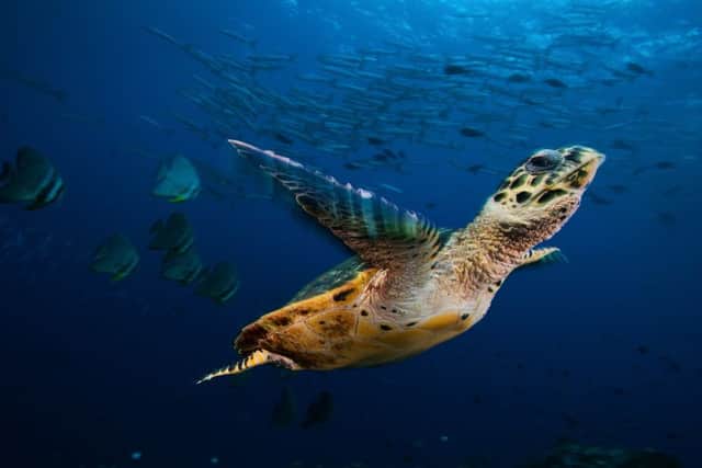 The Wildlife Photographer of the Year Exhibition is on at Gosport