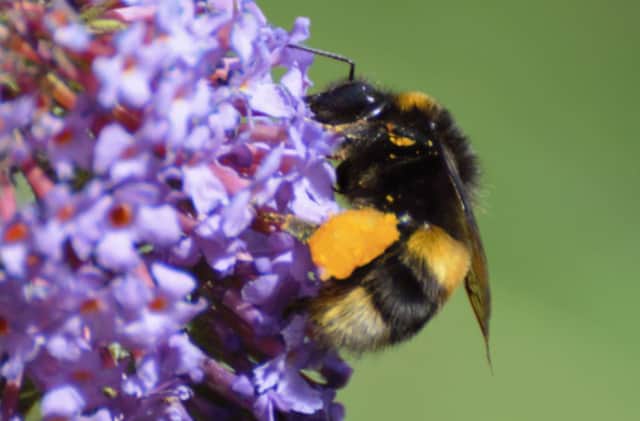A bee enjoying itself on buddleia
