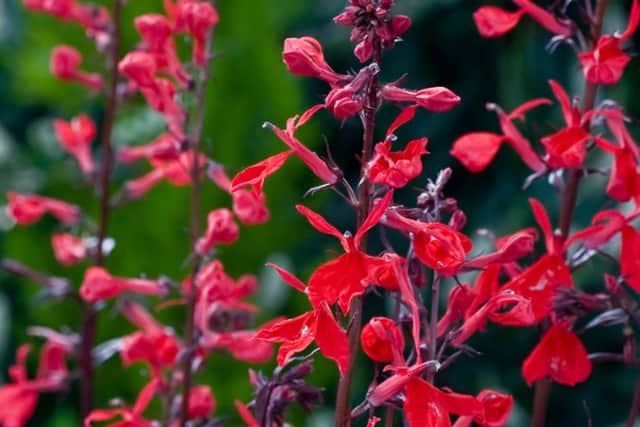 Lobelia cardinalis Queen Victoria