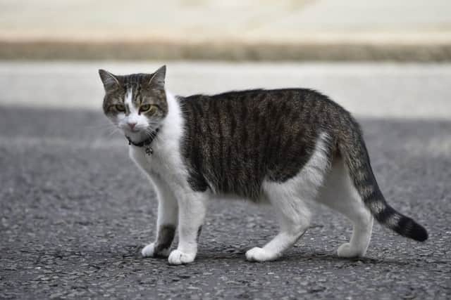 Larry the cat in Downing Stree
Picture: Hannah McKay/PA Wire