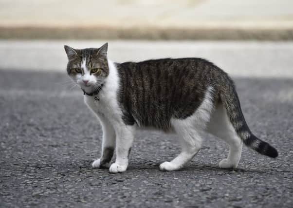 Larry the cat in Downing Stree
Picture: Hannah McKay/PA Wire