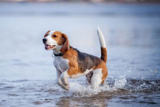 Chipper's friend enjoying the seaside
