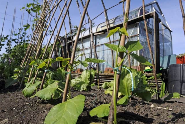 Do not let slugs destroy your runner beans