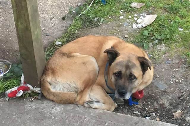 The dog tied up behind a property in West Street,
Fareham