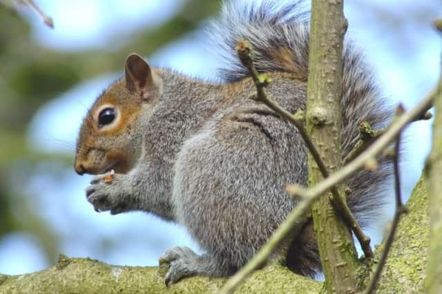Watching squirrells with the kids in the summer sun?