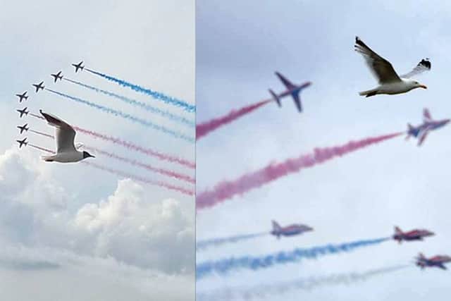 Southsea's seagull left, Sunderland's seagull right