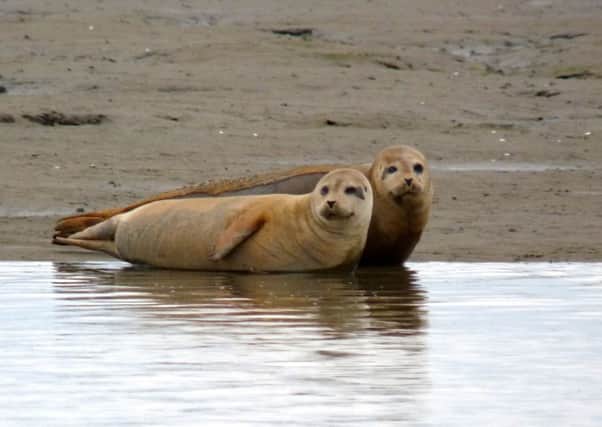 Seals in Langstone Harbour Picture: Ian DuCane