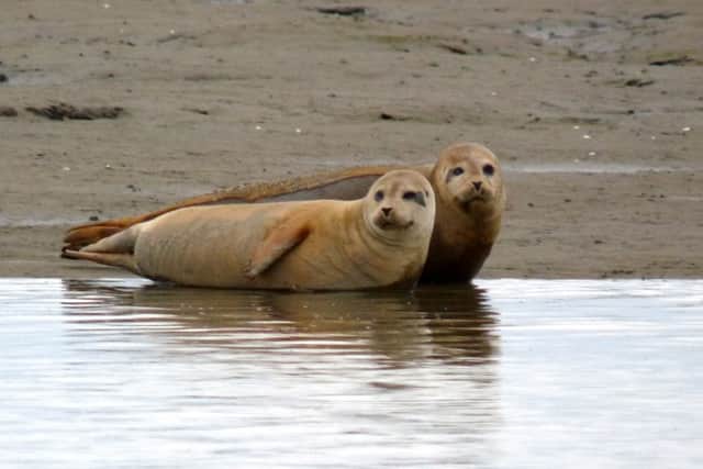 Seals in Langstone Harbour Picture: Ian DuCane