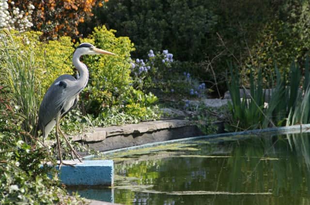Protect your pond against duckweed  and hungry herons