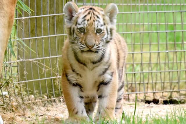 One of the three Amur tiger cubs at Marwell Zoo Picture: Tom Harrison/ Solent News & Photo Agency