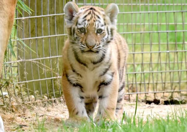 One of the three Amur tiger cubs at Marwell Zoo Picture: Tom Harrison/ Solent News & Photo Agency
