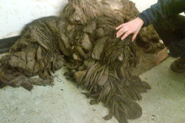 The dogs when they were discovered