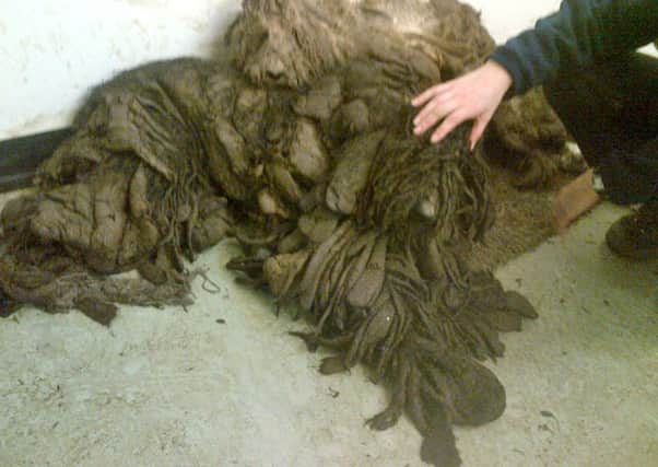 The dogs when they were discovered
