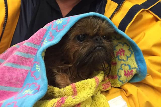 Minii Mouse  wrapped in a towel after her shower Picture: RNLI