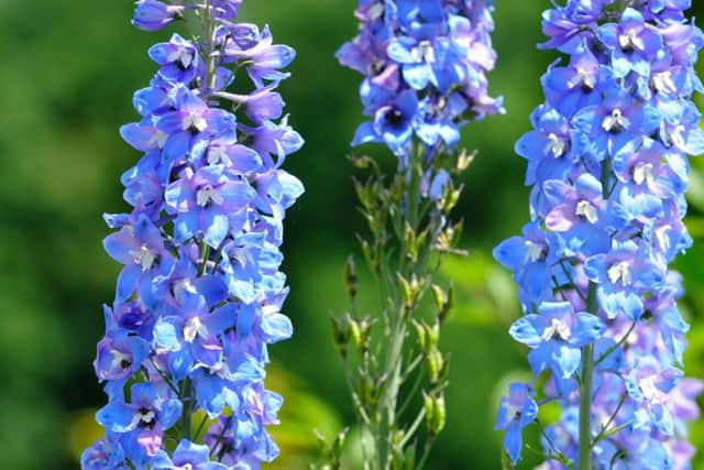 Delphiniums  the best ever after a slow start.