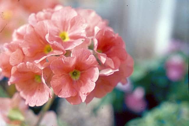 Primula