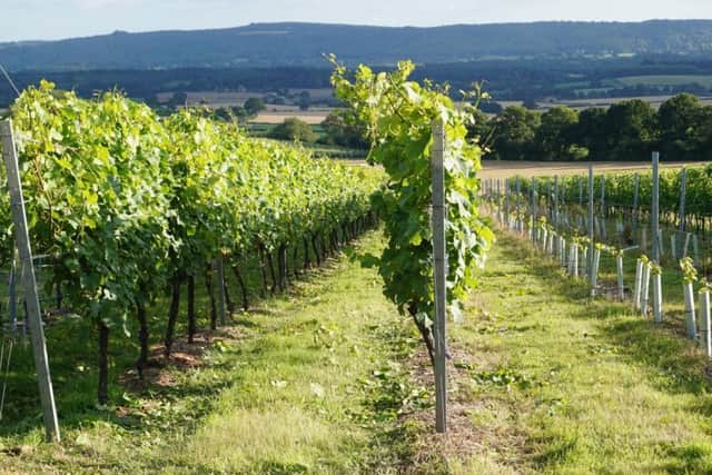 A Sussex vineyard