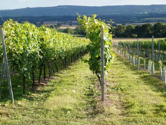 A Sussex vineyard