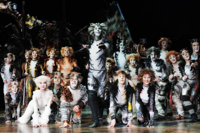 Cats. Picture by Alessandro Pinna