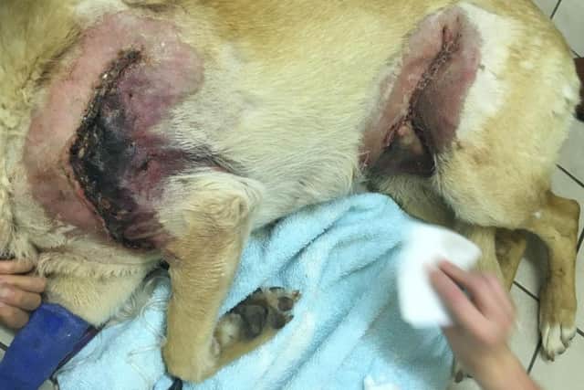 The dog which attacked Bodie has been destroyed