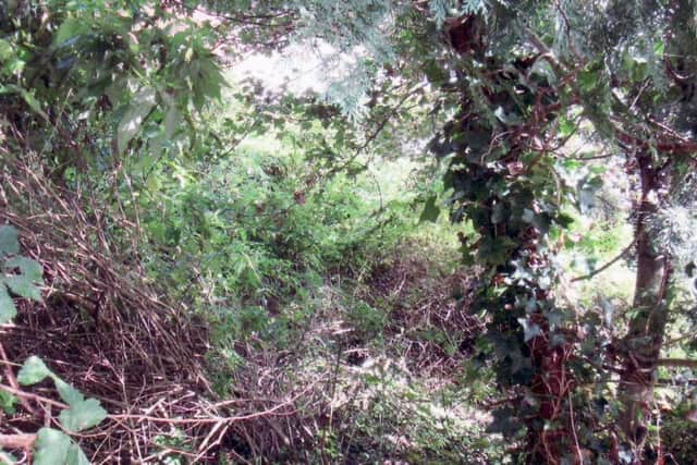 OBSCURED Another tunnel entrance now lost in the undergrowth on the slopes of Portsdown Hill
