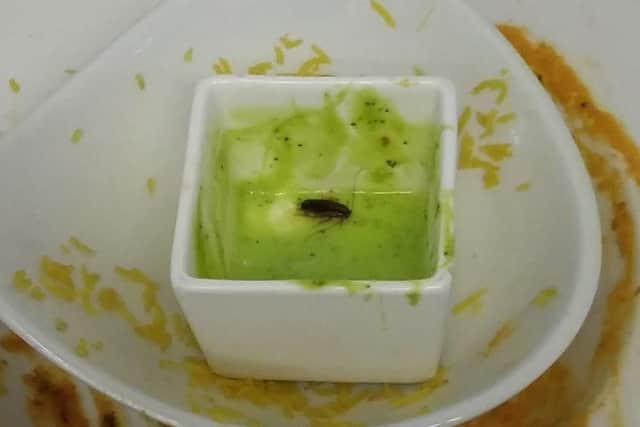 A live cockroach found in a food dish