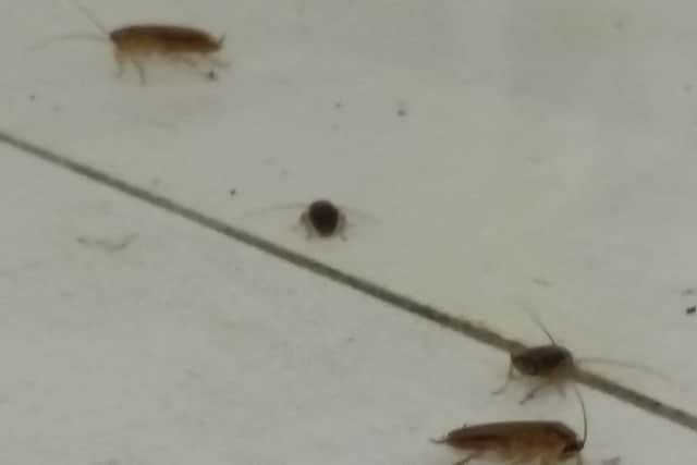 Cockroaches in the kitchen
