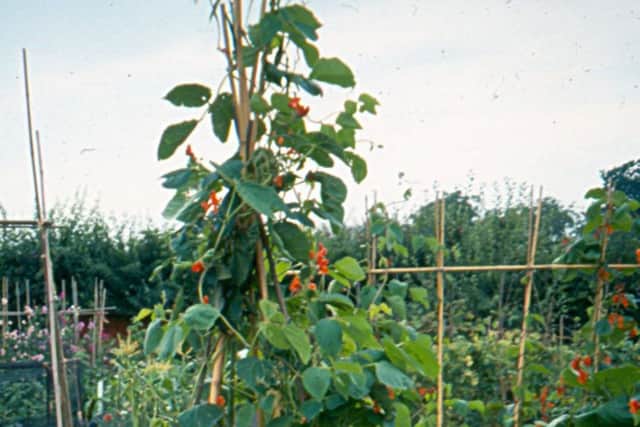 Perfect for unsightly gaps in the border - a wigwam of runner beans
