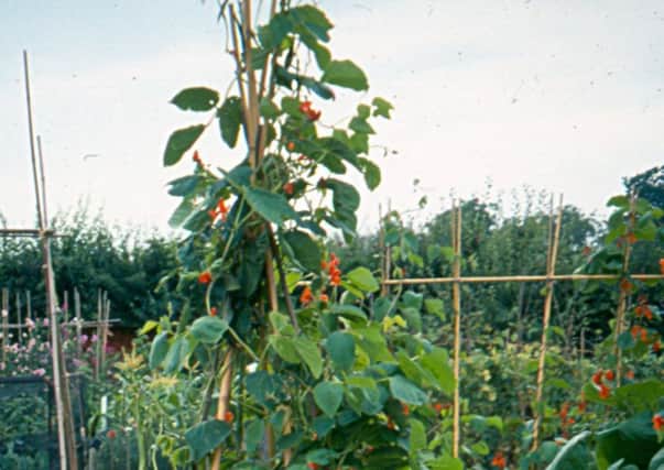 Perfect for unsightly gaps in the border - a wigwam of runner beans