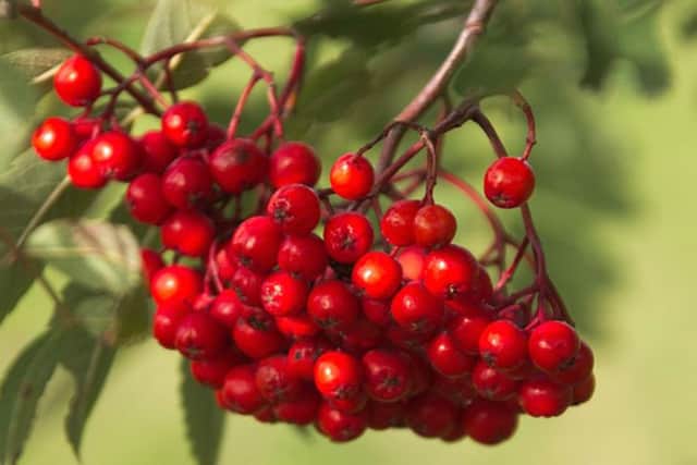 Sorbus aucuparia Autumn Spire