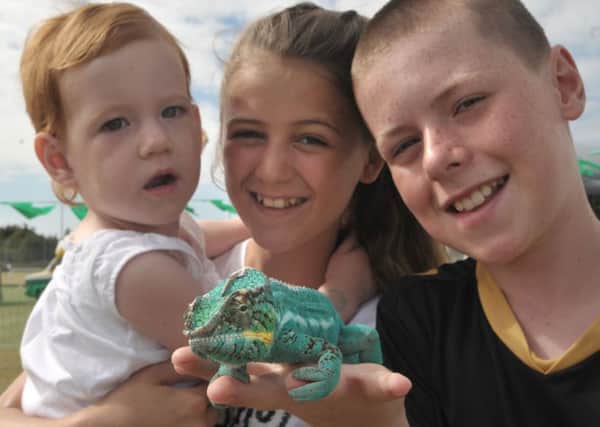 Edith Horn, two,, Casey Smith, 12 and Jake Barker, 12 meet a chameleon Pictures: Mick Young (161075-03)