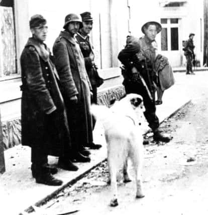 The St Bernard called Barri belonged to the Germans.This photo was taken in Arromanches on D-Day after men of the Hampshire Regiment have taken the town. 
Barri was then renamed Frit zand  became the regimental mascot of the Royal Hampshire Regiment