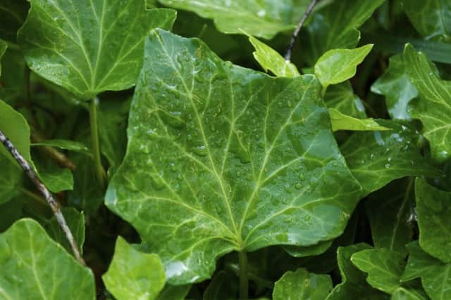 How to rid your garden of ivy