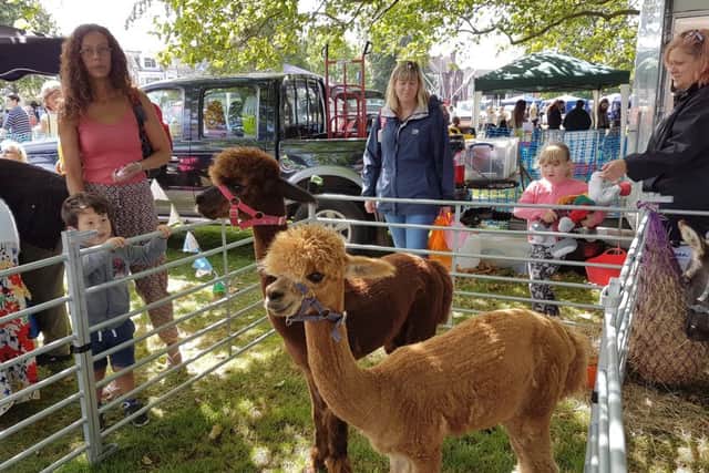 Alpacas from Miniature Mayhem mobile farm