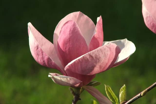 Brian has great tips for getting your young magnolia to turn into something as beautiful as this