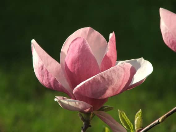 Brian has great tips for getting your young magnolia to turn into something as beautiful as this