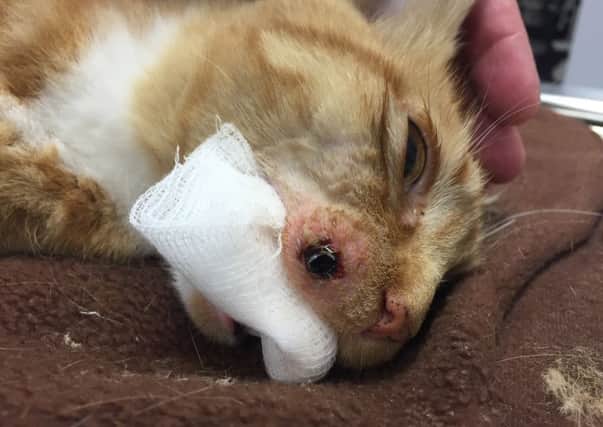 Socks the cat was found shot with an air pellet in Bedhampton on August 11 Picture: Sanctuary Veterinary Clinic