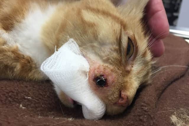 Socks the cat was found shot with an air pellet in Bedhampton on August 11 Picture: Sanctuary Veterinary Clinic