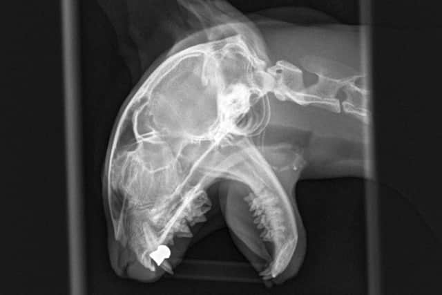 The X-ray of Socks the cat  Picture: Sanctuary Veterinary Clinic