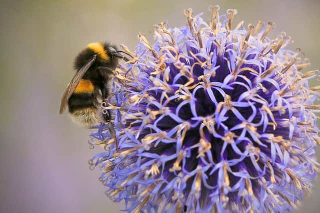 Buff-tailed bumblebee. Picture: Jon Hawkins