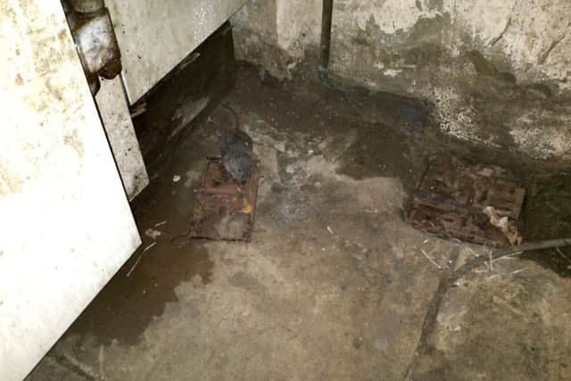A dead rat in a trap on the floor in the corner of the drainage channel next to the walk-in freezer in the large rear food store at Akrams