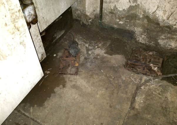 A dead rat in a trap on the floor in the corner of the drainage channel next to the walk-in freezer in the large rear food store at Akrams