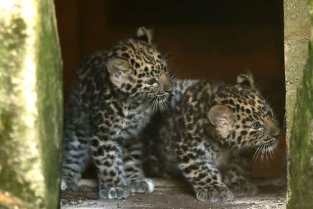 Two male Amur leopard cubs leave their enclosure as they ventures outside for the first time. Picture: Andrew Matthews/PA Wire
