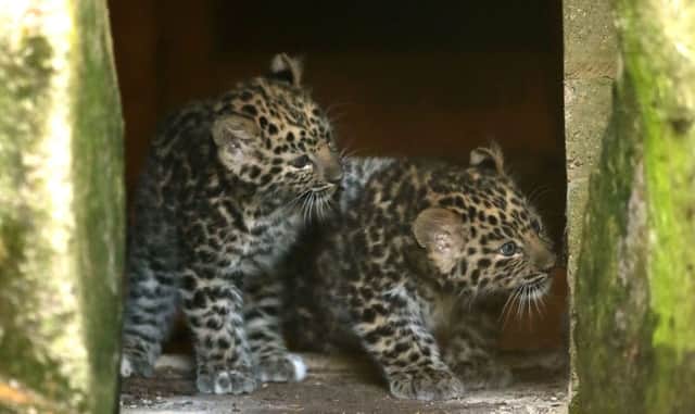 Two male Amur leopard cubs leave their enclosure as they ventures outside for the first time. Picture: Andrew Matthews/PA Wire