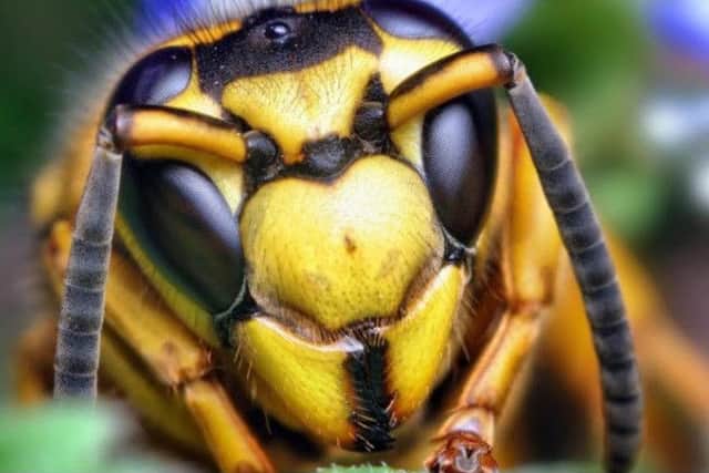 Watch out for wasps