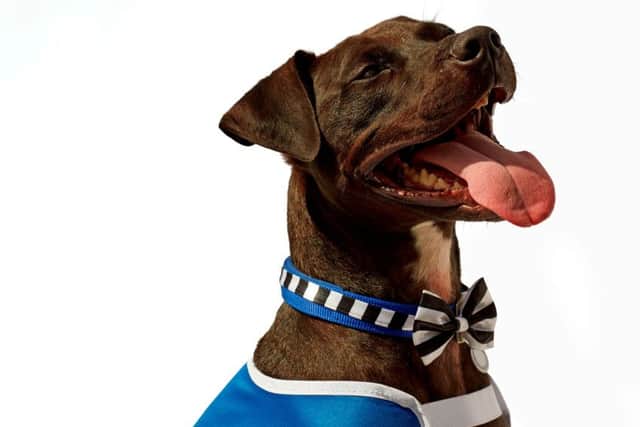 Homeless dogs are set to don a different kind of coat and tails, in a bid to impress new owners.